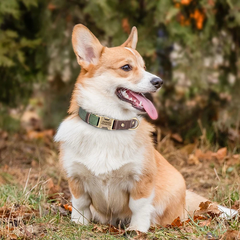 Collier chien personnalisé avec nom – réglable, confortable et sécurisé