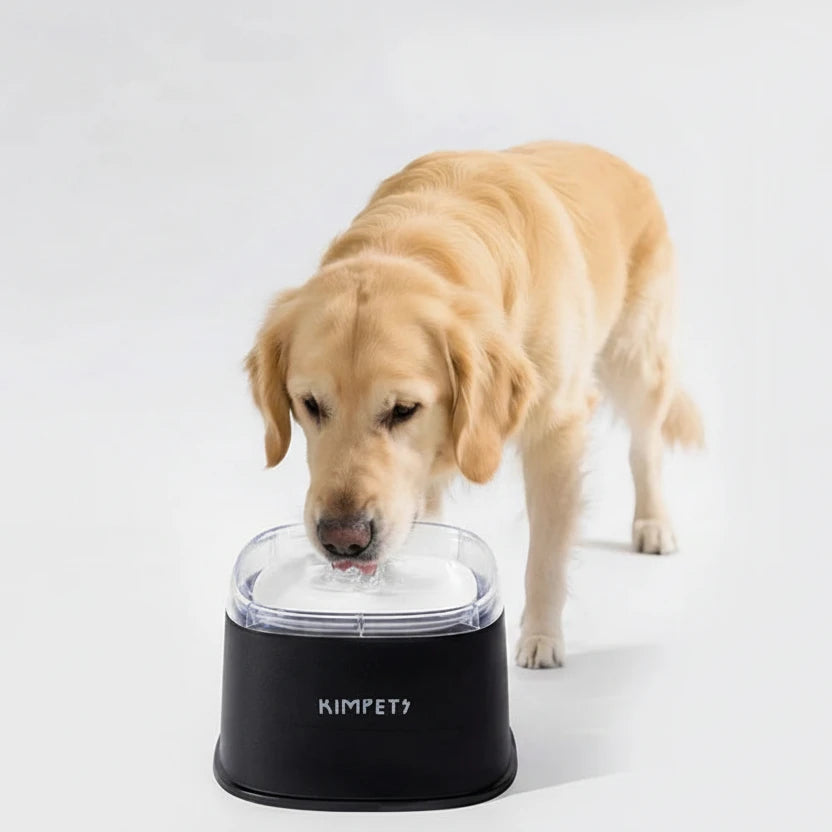 Gamelle anti-renversement chien et chat – stable et pratique